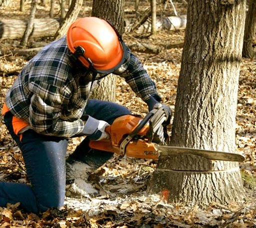 Tree Removal in Cherry Fork, OH